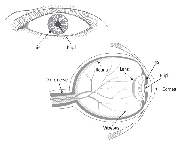 Anatomy of the eye