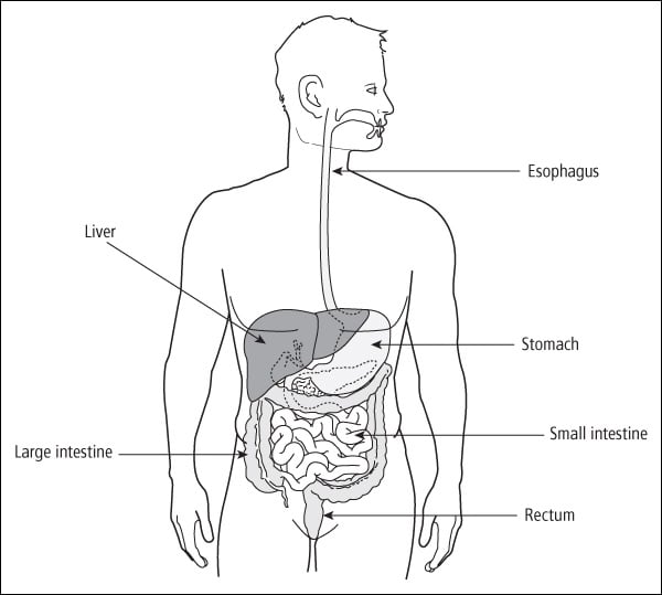 Liver, stomach, and intestines