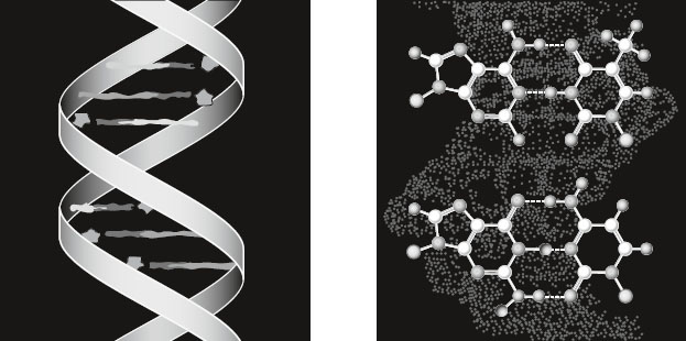 Illustration showing a DNA double helix on the left and two molecular structures on the right, representing chemical compounds interacting with DNA strands against a dark background.