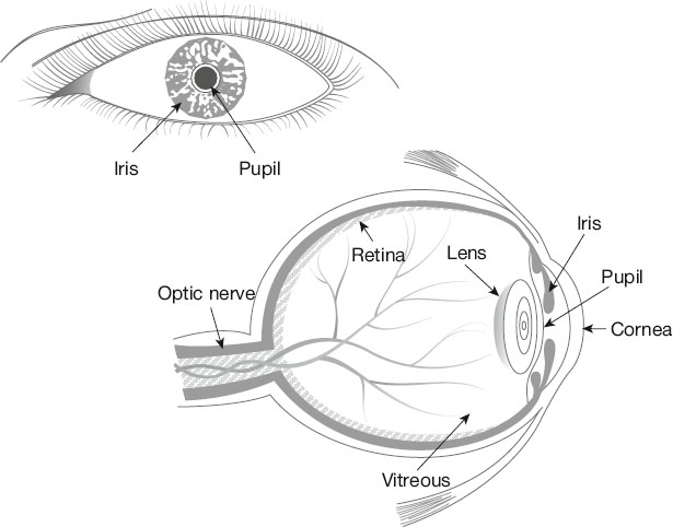Diagram showing an eye and its internal structure. Labels indicate iris and pupil in the outer eye, and inside the eye: cornea, lens, retina, optic nerve, and vitreous body, illustrating key parts of the visual system.