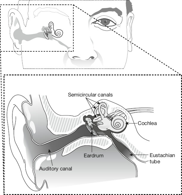 Diagram of the human ear showing labeled parts: auditory canal leading to the eardrum, cochlea in the inner ear, and Eustachian tube connecting to the throat, illustrating the structure of the hearing system.