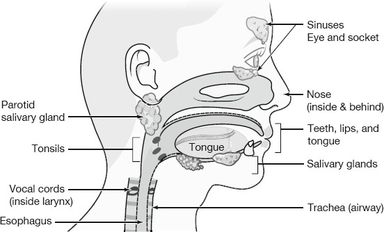 Diagram of head and neck anatomy showing labeled parts: sinuses, eye socket, nose, teeth, lips, tongue, salivary glands, parotid gland, tonsils, vocal cords inside larynx, trachea, and esophagus.