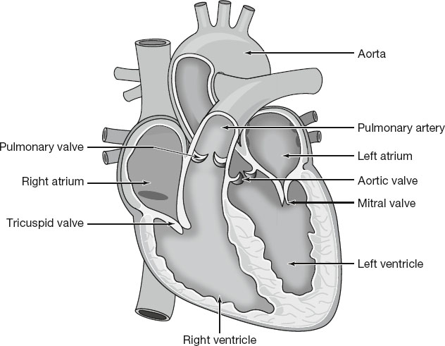 Diagram of the human heart showing labeled parts: aorta, pulmonary artery, left and right atrium, left and right ventricle, pulmonary valve, tricuspid valve, mitral valve, and aortic valve, illustrating blood flow pathways.