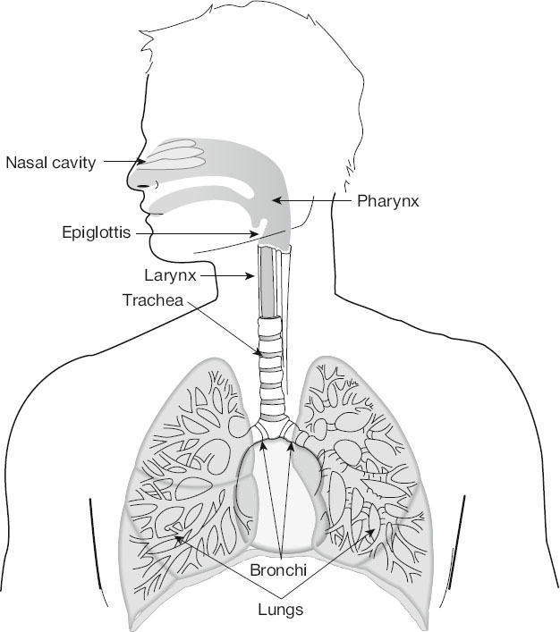 Diagram of the human respiratory system showing nasal cavity, pharynx, epiglottis, larynx, trachea, bronchi, and lungs with branching airways, illustrating the path of air from nose to lungs.