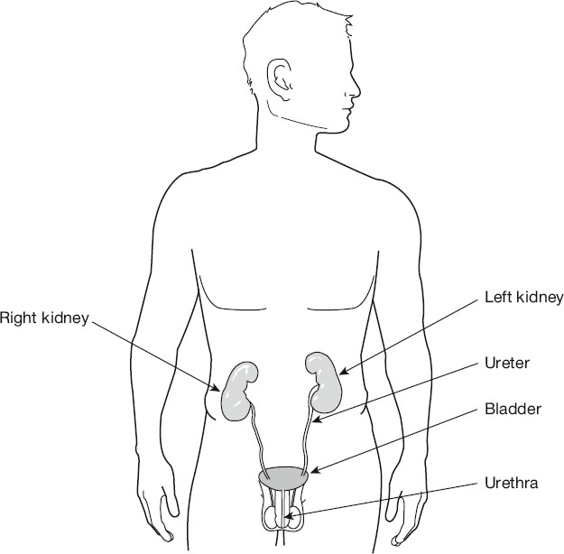 Illustration of a human figure showing urinary system organs: right and left kidneys, ureters connecting to the bladder, and urethra extending downward, with labels indicating each part.