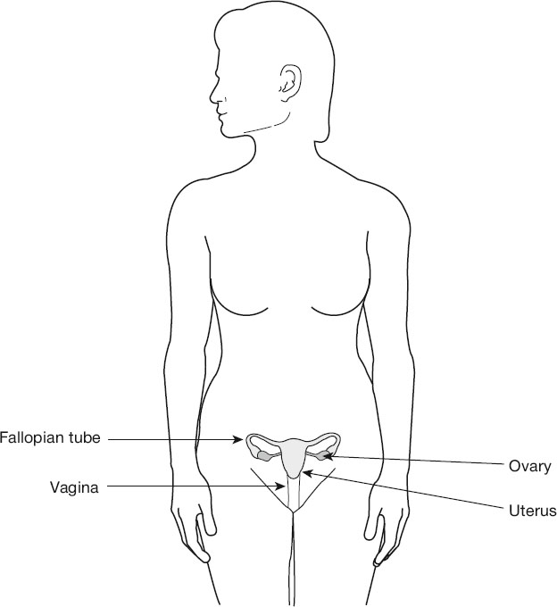Illustration of a human figure showing female reproductive organs with labels: fallopian tubes, ovaries, uterus, and vagina, highlighting their positions within the pelvic region.