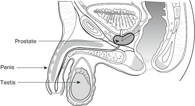 Cross-sectional diagram of male reproductive system showing labeled parts: prostate gland, penis, and testis, with surrounding internal structures illustrated for anatomical context.