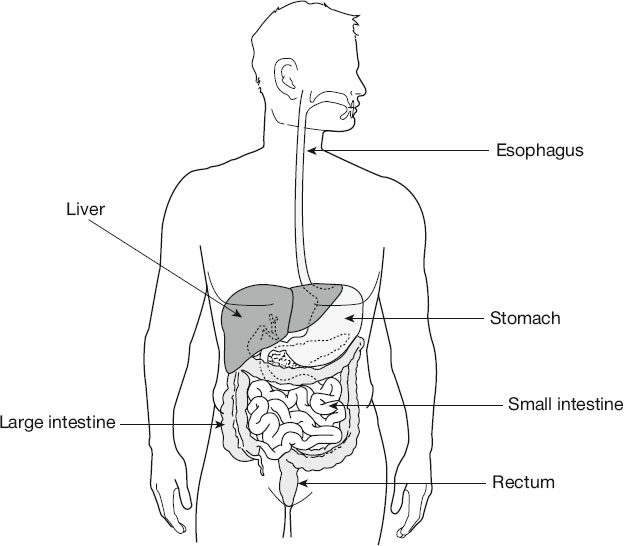 Illustration of the human digestive system showing labeled organs: esophagus, liver, stomach, small intestine, large intestine, and rectum, highlighting their positions inside the torso.
