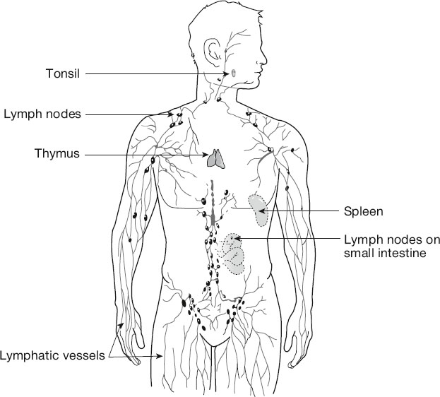 Illustration of the lymphatic system showing labeled parts: tonsil, lymph nodes, thymus, spleen, lymph nodes on small intestine, and lymphatic vessels throughout the body.